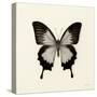 Butterfly III BW Crop-Debra Van Swearingen-Stretched Canvas