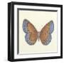 Butterfly III-Sophie Golaz-Framed Premium Giclee Print