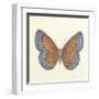 Butterfly III-Sophie Golaz-Framed Premium Giclee Print