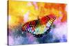 Butterfly III-Fernando Palma-Stretched Canvas