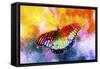 Butterfly III-Fernando Palma-Framed Stretched Canvas