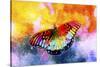 Butterfly III-Fernando Palma-Stretched Canvas