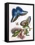 Butterfly Illustration by Maria Sibylla Merian-null-Framed Stretched Canvas