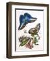 Butterfly Illustration by Maria Sibylla Merian-null-Framed Photographic Print