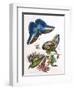 Butterfly Illustration by Maria Sibylla Merian-null-Framed Photographic Print