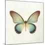 Butterfly Impression II-Irene Suchocki-Mounted Giclee Print