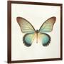 Butterfly Impression II-Irene Suchocki-Framed Giclee Print