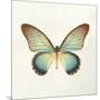 Butterfly Impression II-Irene Suchocki-Mounted Giclee Print