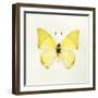 Butterfly Impression III-Irene Suchocki-Framed Giclee Print