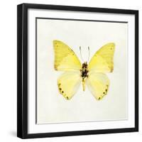 Butterfly Impression III-Irene Suchocki-Framed Giclee Print