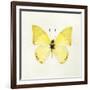 Butterfly Impression III-Irene Suchocki-Framed Giclee Print