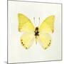 Butterfly Impression III-Irene Suchocki-Mounted Giclee Print