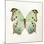Butterfly Impression-Irene Suchocki-Mounted Giclee Print