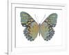 Butterfly in Amethyst II-Julia Bosco-Framed Art Print