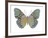 Butterfly in Amethyst II-Julia Bosco-Framed Art Print