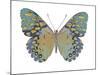 Butterfly in Amethyst II-Julia Bosco-Mounted Art Print