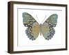 Butterfly in Amethyst II-Julia Bosco-Framed Art Print