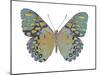 Butterfly in Amethyst II-Julia Bosco-Mounted Art Print