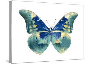 Butterfly in Aqua I-Julia Bosco-Stretched Canvas