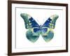Butterfly in Aqua I-Julia Bosco-Framed Art Print
