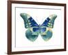 Butterfly in Aqua I-Julia Bosco-Framed Art Print