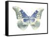 Butterfly in Aqua II-Julia Bosco-Framed Stretched Canvas