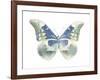 Butterfly in Aqua II-Julia Bosco-Framed Art Print