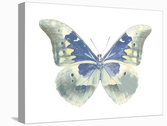 Butterfly in Aqua II-Julia Bosco-Stretched Canvas