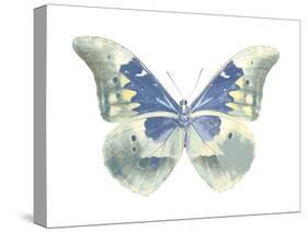 Butterfly in Aqua II-Julia Bosco-Stretched Canvas