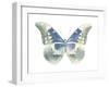 Butterfly in Aqua II-Julia Bosco-Framed Art Print