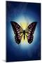 Butterfly in Blue Shadow-Ikuko Kowada-Mounted Giclee Print