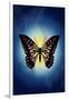 Butterfly in Blue Shadow-Ikuko Kowada-Framed Giclee Print