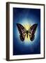 Butterfly in Blue Shadow-Ikuko Kowada-Framed Giclee Print