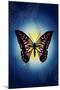 Butterfly in Blue Shadow-Ikuko Kowada-Mounted Giclee Print