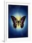 Butterfly in Blue Shadow-Ikuko Kowada-Framed Giclee Print