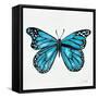 Butterfly in Blue-Cat Coquillette-Framed Stretched Canvas