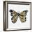 Butterfly in Gold-Cat Coquillette-Framed Giclee Print