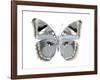 Butterfly in Grey I-Julia Bosco-Framed Art Print