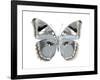 Butterfly in Grey I-Julia Bosco-Framed Art Print