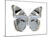 Butterfly in Grey I-Julia Bosco-Mounted Art Print