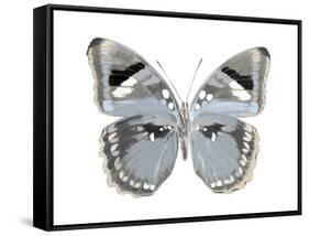 Butterfly in Grey I-Julia Bosco-Framed Stretched Canvas