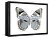 Butterfly in Grey I-Julia Bosco-Framed Stretched Canvas