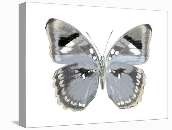 Butterfly in Grey I-Julia Bosco-Stretched Canvas