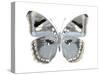 Butterfly in Grey I-Julia Bosco-Stretched Canvas