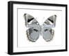 Butterfly in Grey I-Julia Bosco-Framed Art Print