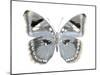 Butterfly in Grey I-Julia Bosco-Mounted Art Print