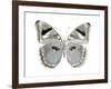 Butterfly in Grey II-Julia Bosco-Framed Art Print