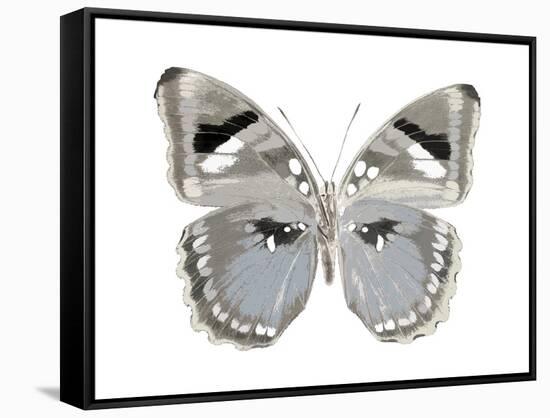 Butterfly in Grey II-Julia Bosco-Framed Stretched Canvas