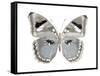 Butterfly in Grey II-Julia Bosco-Framed Stretched Canvas