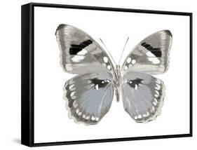 Butterfly in Grey II-Julia Bosco-Framed Stretched Canvas